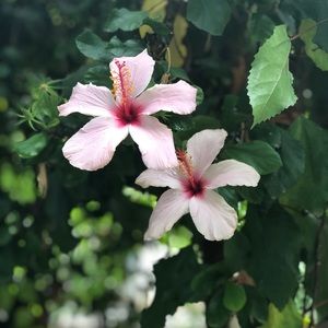 Meet your Posher, Richelle